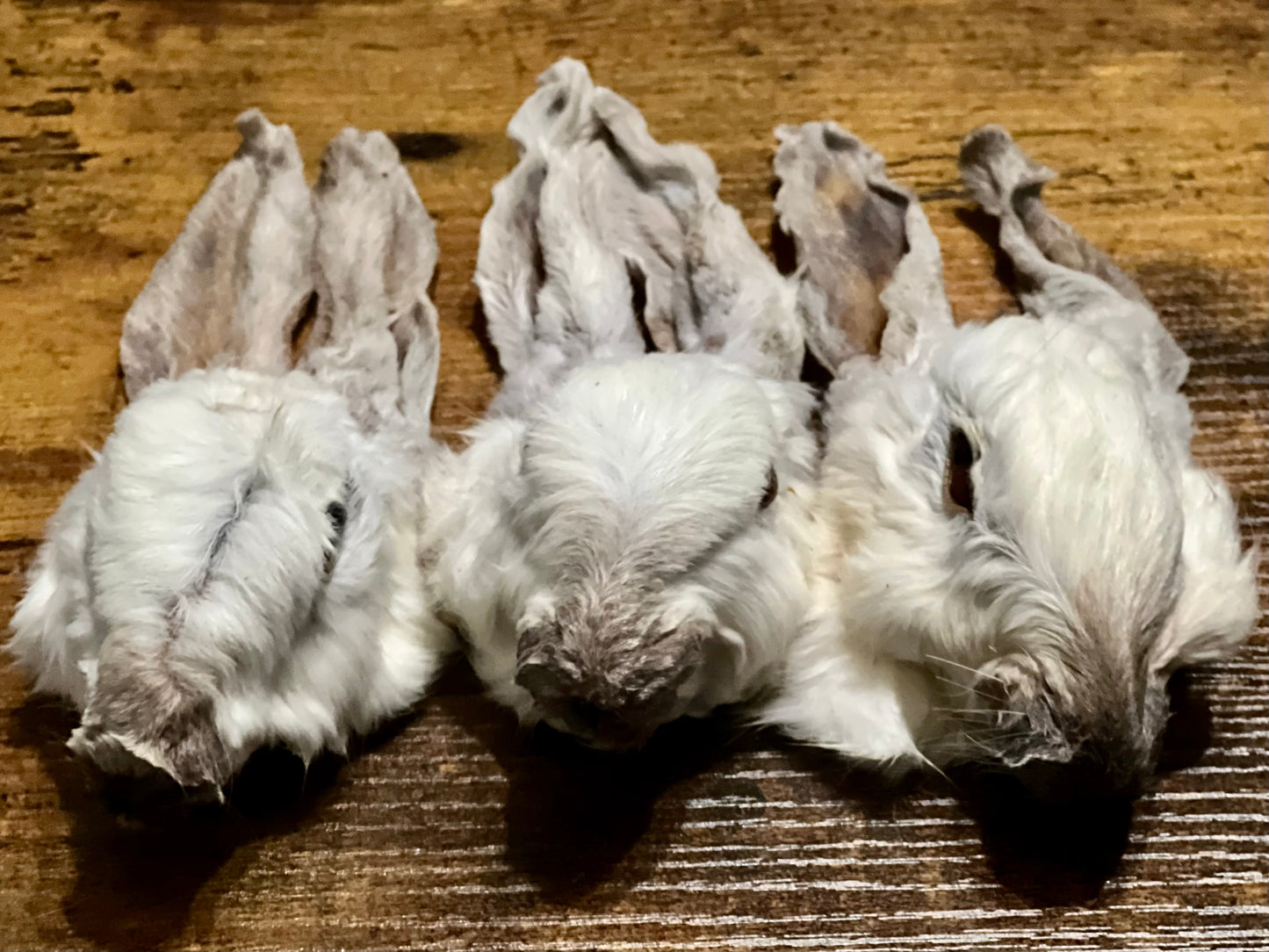 Dehydrated Rabbit Head w/o Ears